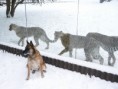 /album/belgicky-ovcak-malinois/zoo-safari57-jpg/